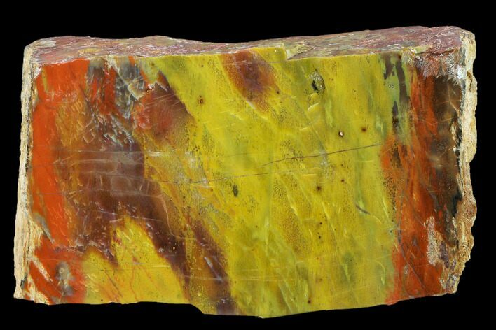 Colorful Petrified Wood (Araucarioxylon) Section - Arizona #133227
